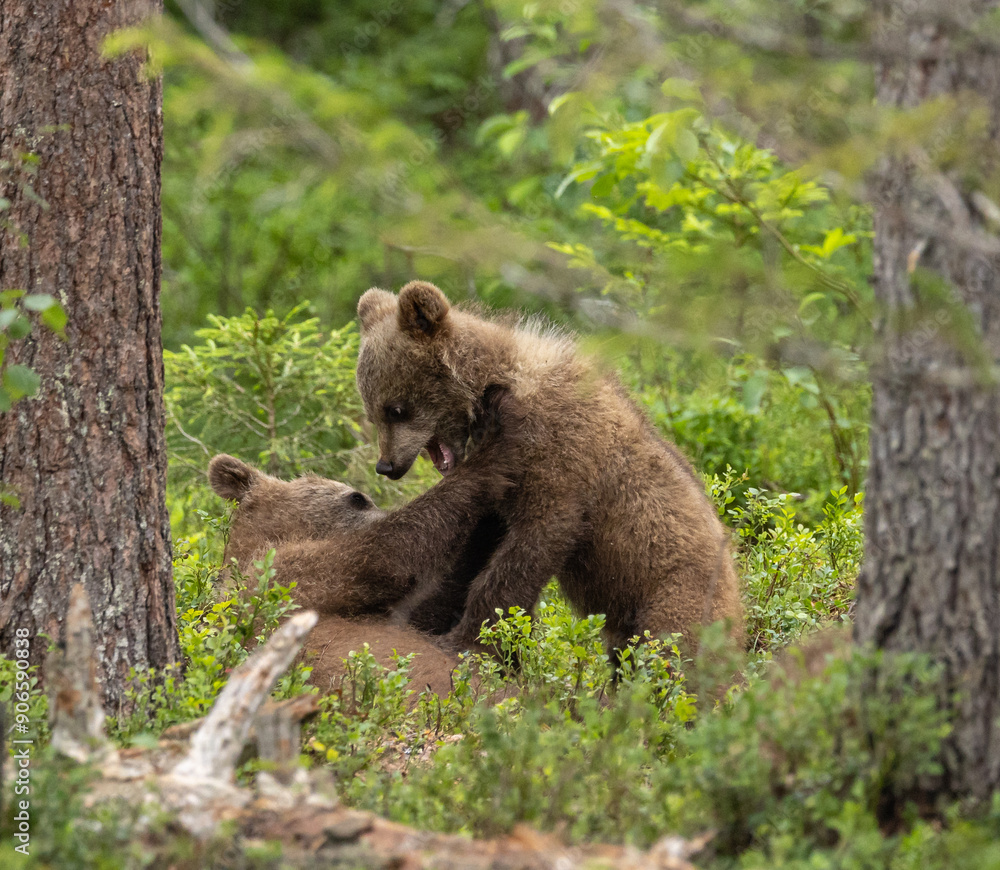 Fototapeta premium Eurasian brown bear - Ursus arctos arctos