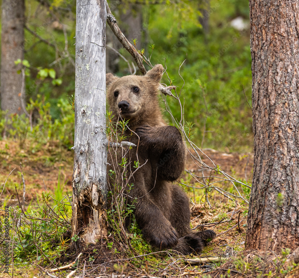 Eurasian brown bear - Ursus arctos arctos Eurasian brown bear - Ursus arctos arctos