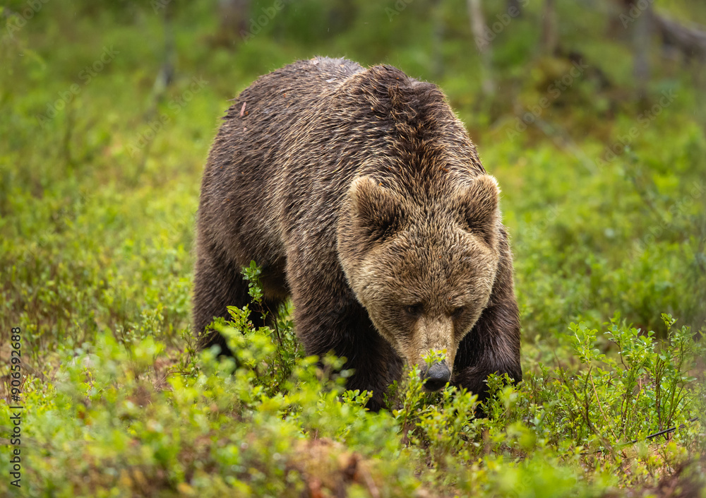 Fototapeta premium Eurasian brown bear - Ursus arctos arctos