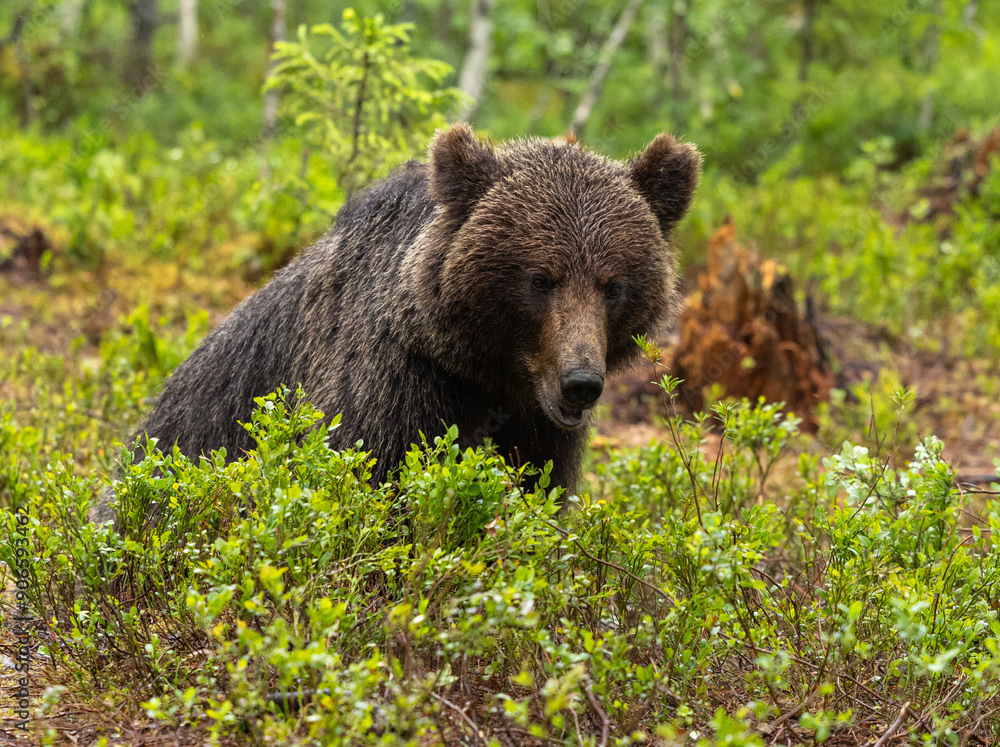 Fototapeta premium Eurasian brown bear - Ursus arctos arctos
