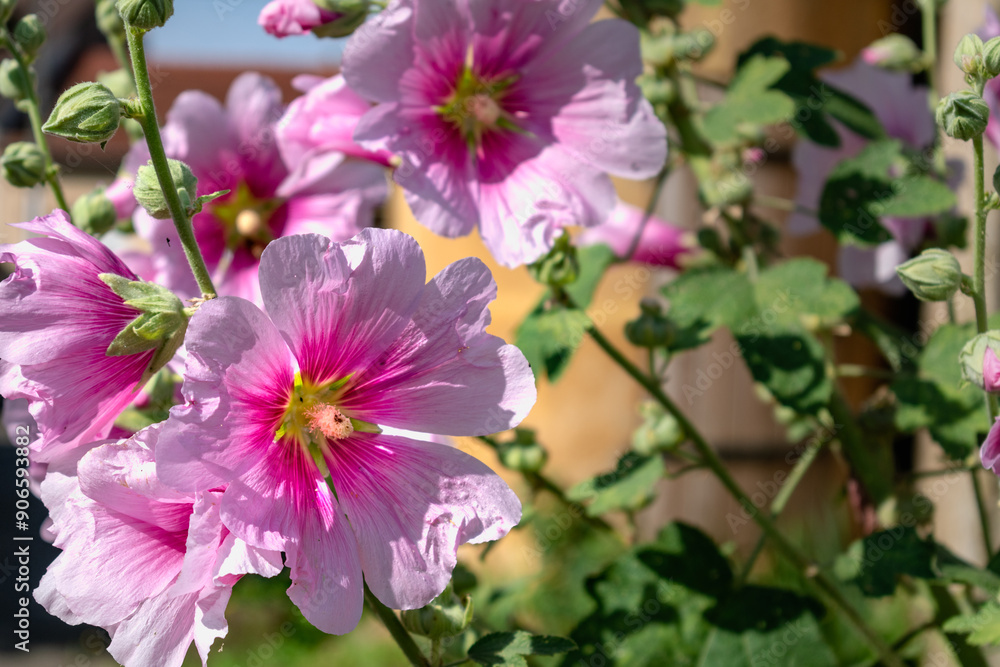 Pink hollyhock in a garden outdoors, alcea rosea, althaea rosea Pink hollyhock in a garden outdoors, alcea rosea, althaea rosea