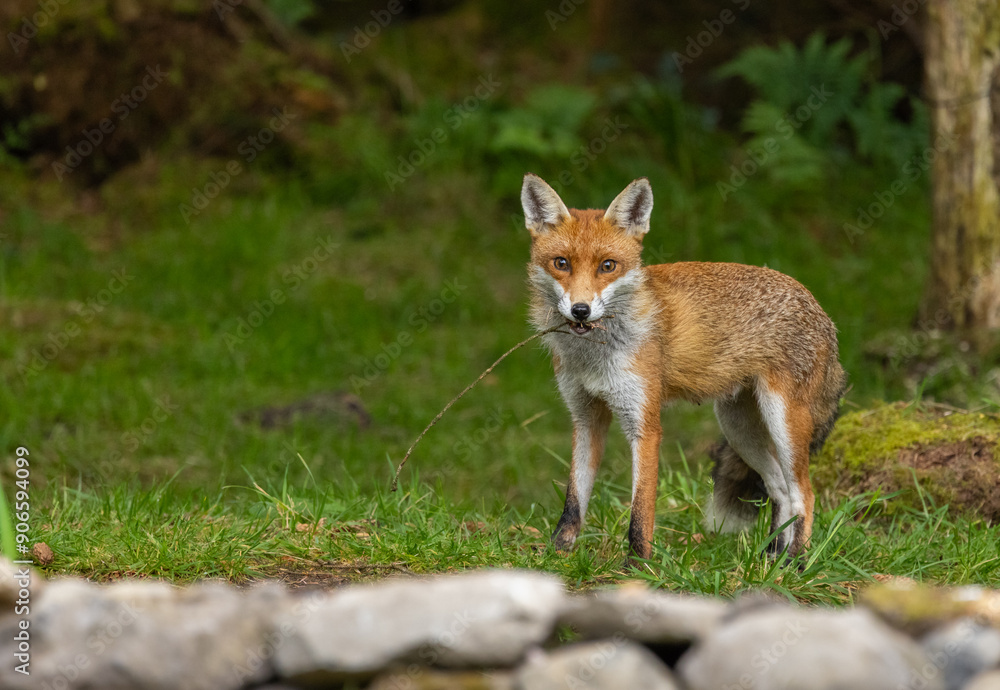 Red fox - Vulpes vulpes Red fox - Vulpes vulpes