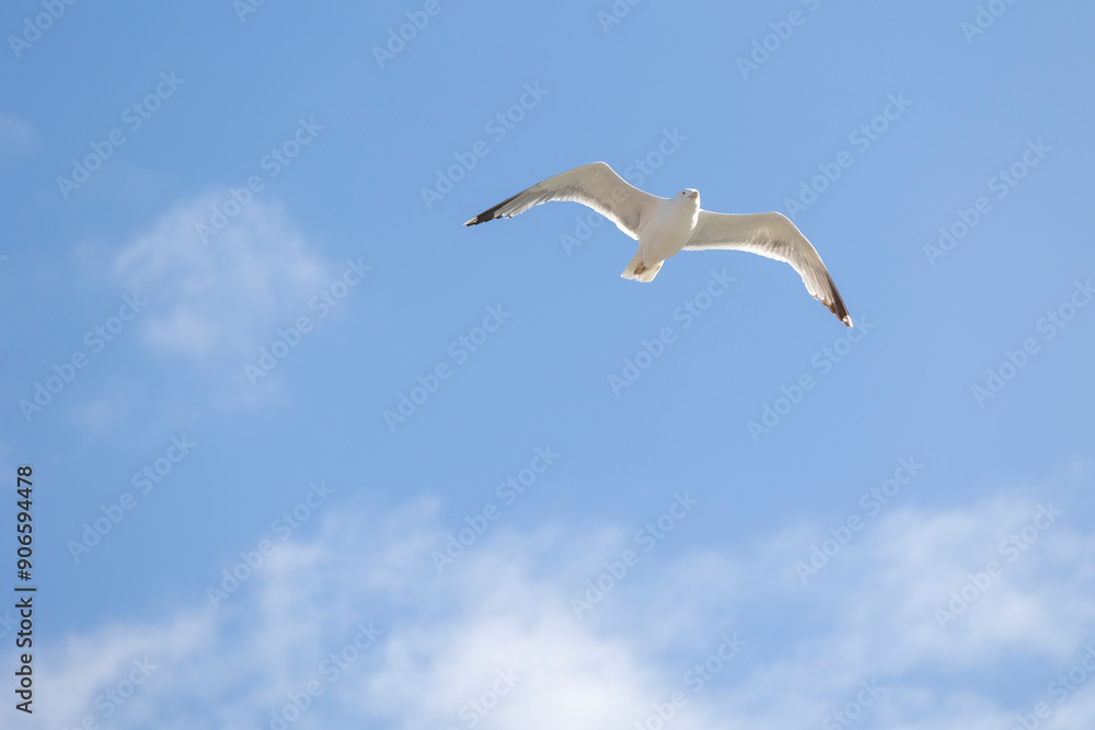 A seagull is gracefully soaring in a clear blue sky with a few scattered clouds on a sunny day, capturing the essence of freedom, peace, and nature in this serene view. A seagull is gracefully soaring in a clear blue sky with a few scattered clouds on a sunny day, capturing the essence of freedom, peace, and nature in this serene view.