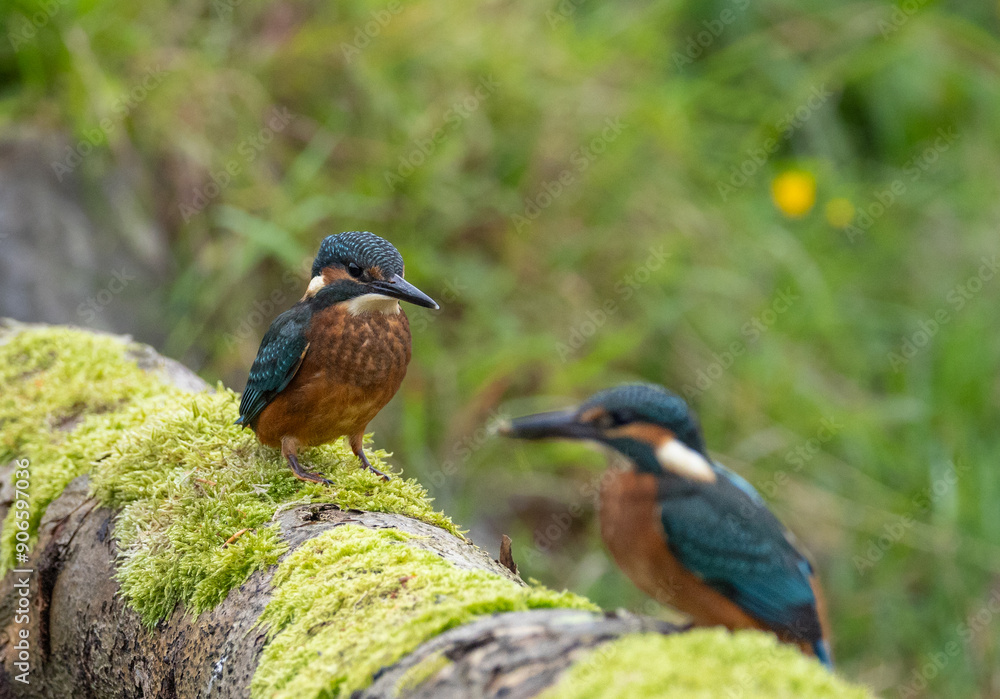 Common kingfisher - Alcedo atthis Common kingfisher - Alcedo atthis
