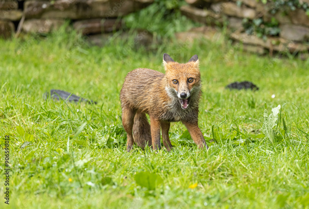 Fototapeta premium Red fox - vulpes vulpes