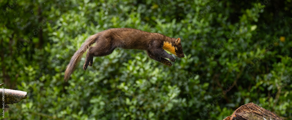 Obraz premium European pine marten - Martes martes