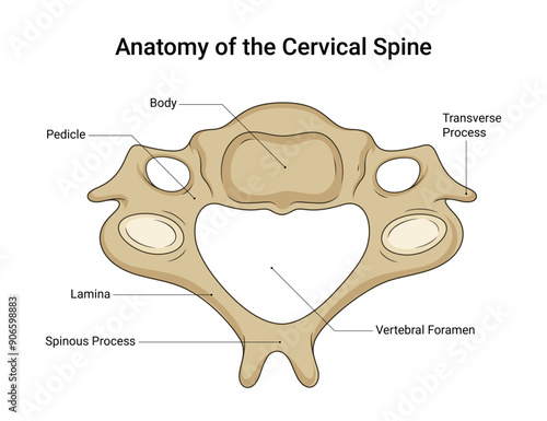 Anatomy of the Cervical Spine