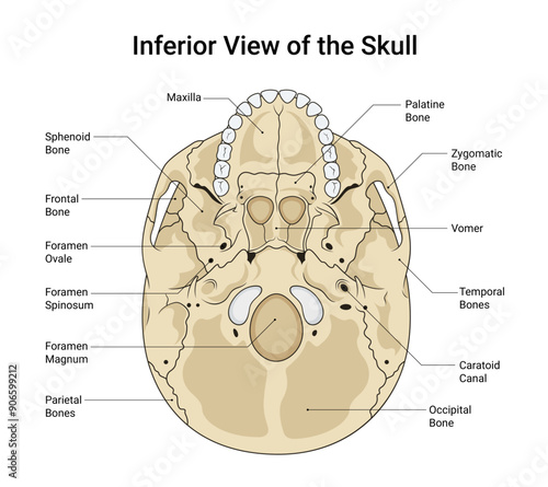 Inferior View of the Skull