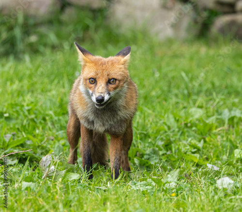 Red fox - vulpes vulpes