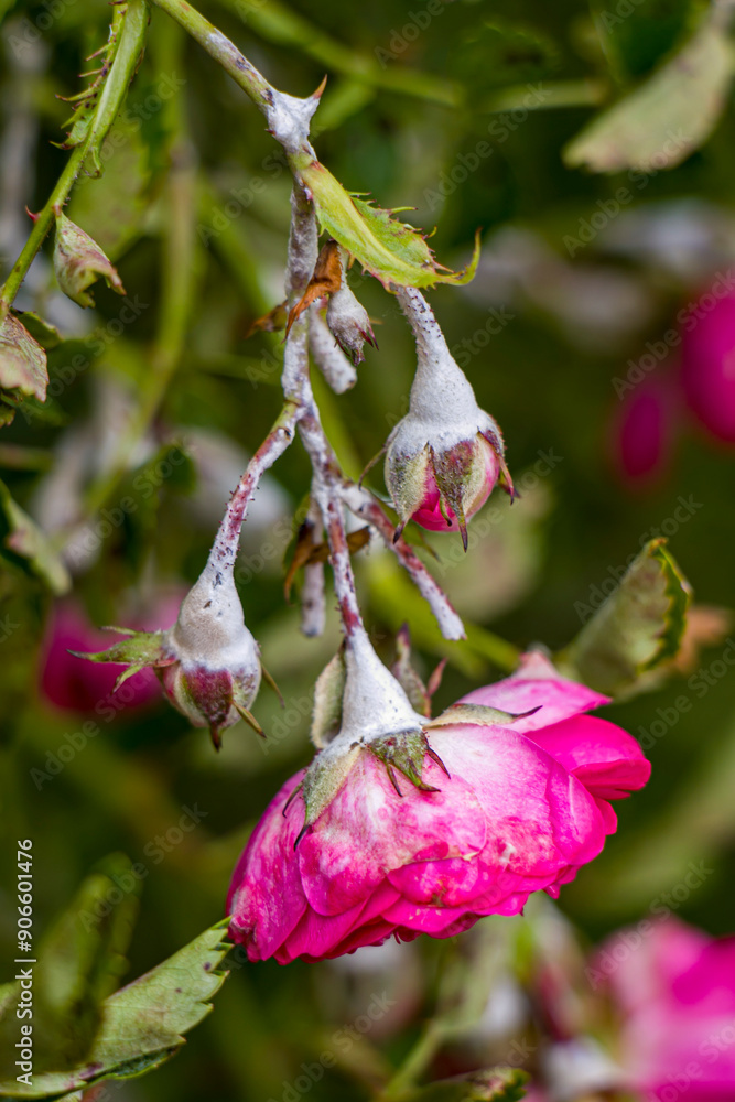 Pink bush roses are covered with powdery mildew.
White powdery mildew on the buds, stems and leaves of a bush rose. Diseases of bush roses. Powdery mildew