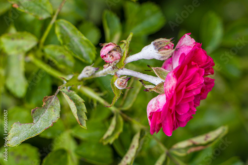 Pink bush roses are covered with powdery mildew.
White powdery mildew on the buds, stems and leaves of a bush rose. Diseases of bush roses. Powdery mildew photo