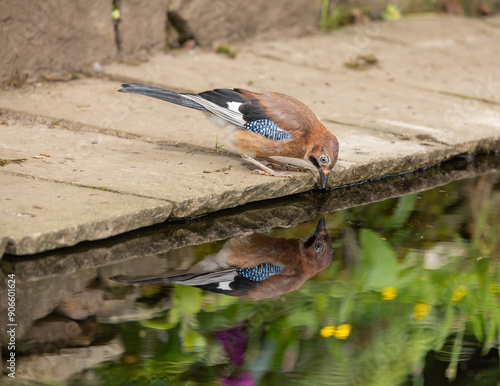 Eurasian jay - Garrulus glandarius photo