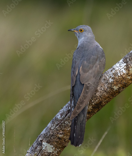 Eurasian cuckoo - Cuculus canorus photo