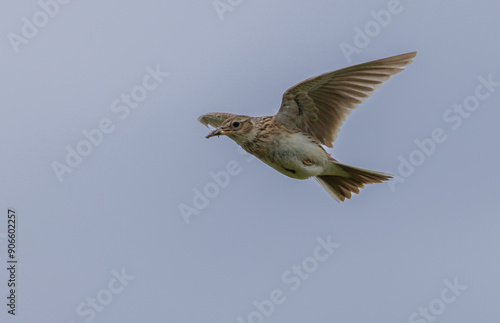 Eurasian skylark - Alauda arvensis photo