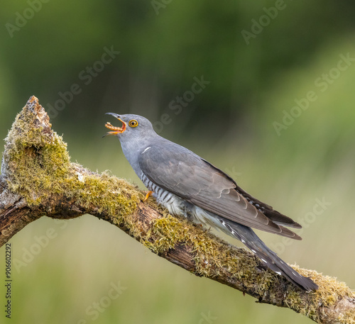 Eurasian cuckoo - Cuculus canorus