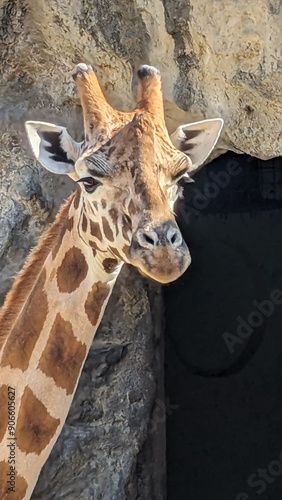 Photography Giraffes in the zoo in Australia
