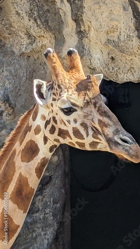 Photography Giraffes in the zoo in Australia