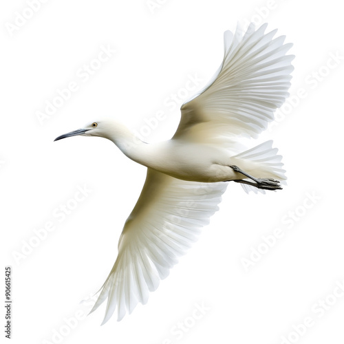 white bird flying isolated on white