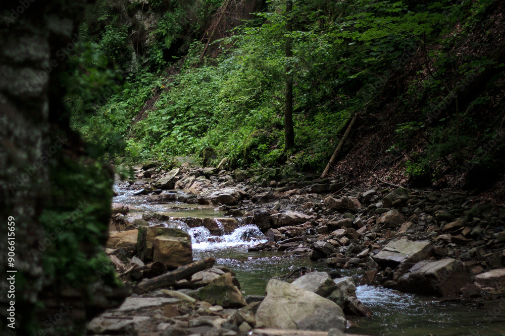 stream in the forest stream in the forest