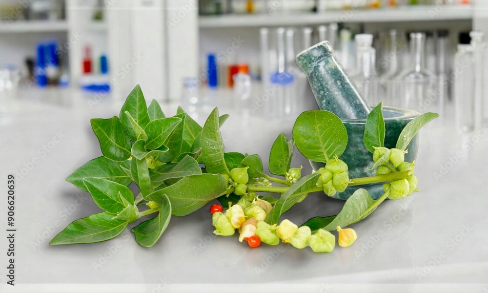 Φωτογραφία Withania somnifera, Ashwagandha Its roots and orange red fruit have been used fo