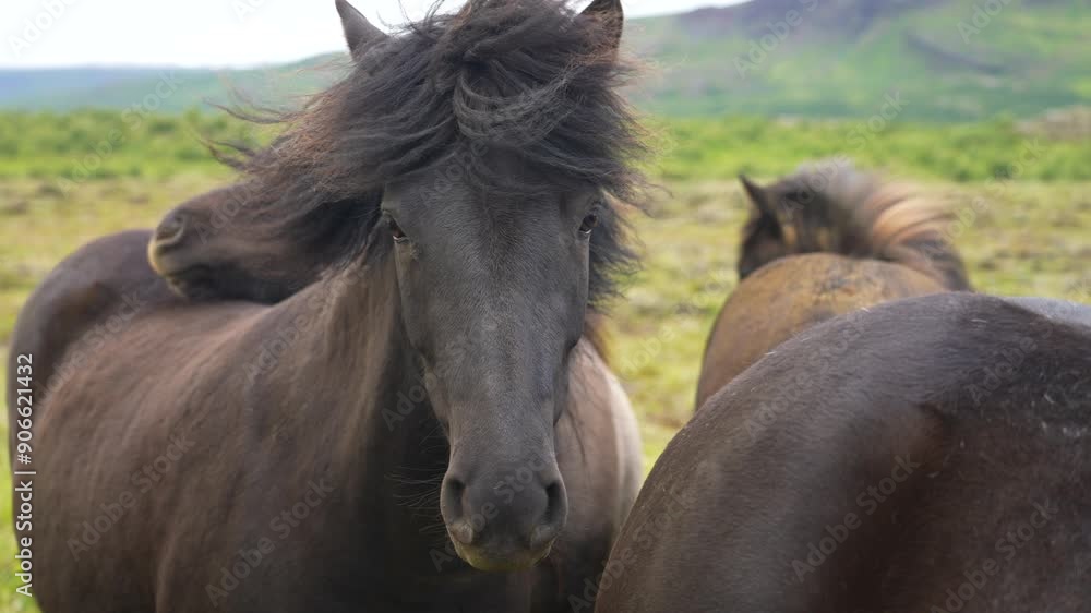 Icelandic horses with flowing manes are captured in slow motion, their intense gaze and wind-swept hair showcasing the beauty and strength of these majestic animals against the Icelandic backdrop. Icelandic horses with flowing manes are captured in slow motion, their intense gaze and wind-swept hair showcasing the beauty and strength of these majestic animals against the Icelandic backdrop.