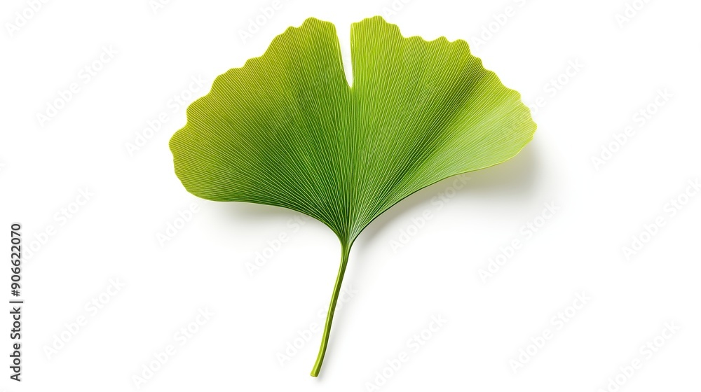 custom made wallpaper toronto digitalone single green ginkgo biloba leaf isolated on white background