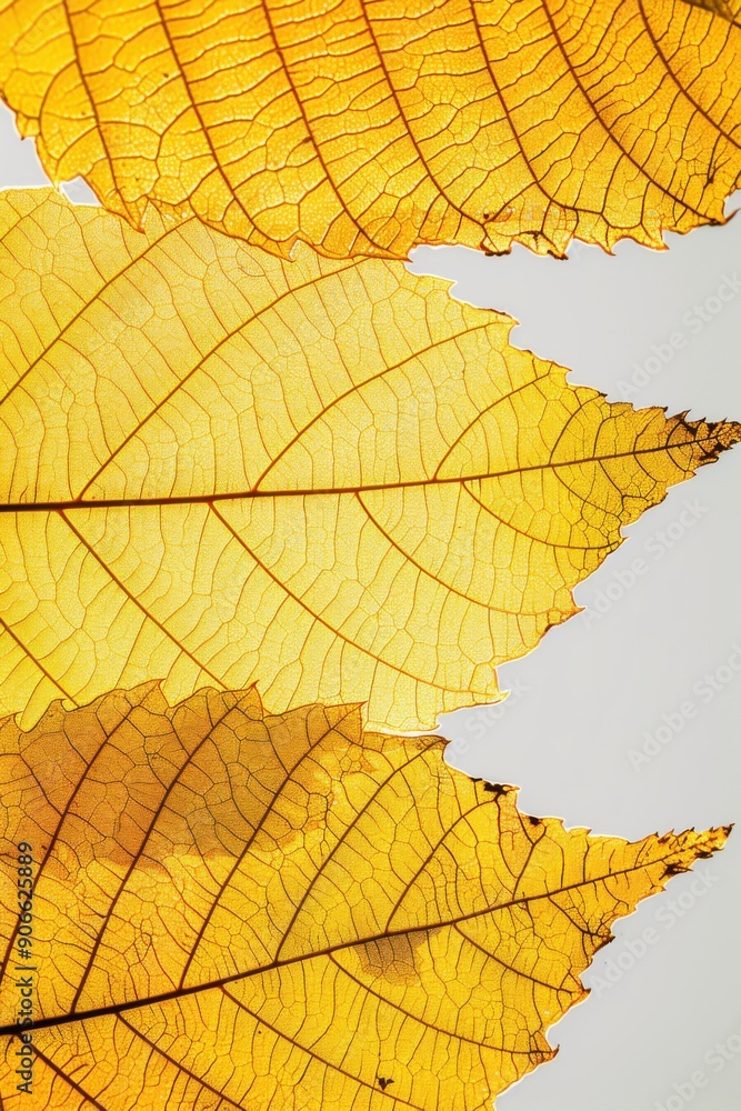 Fototapeta premium Golden Leaves