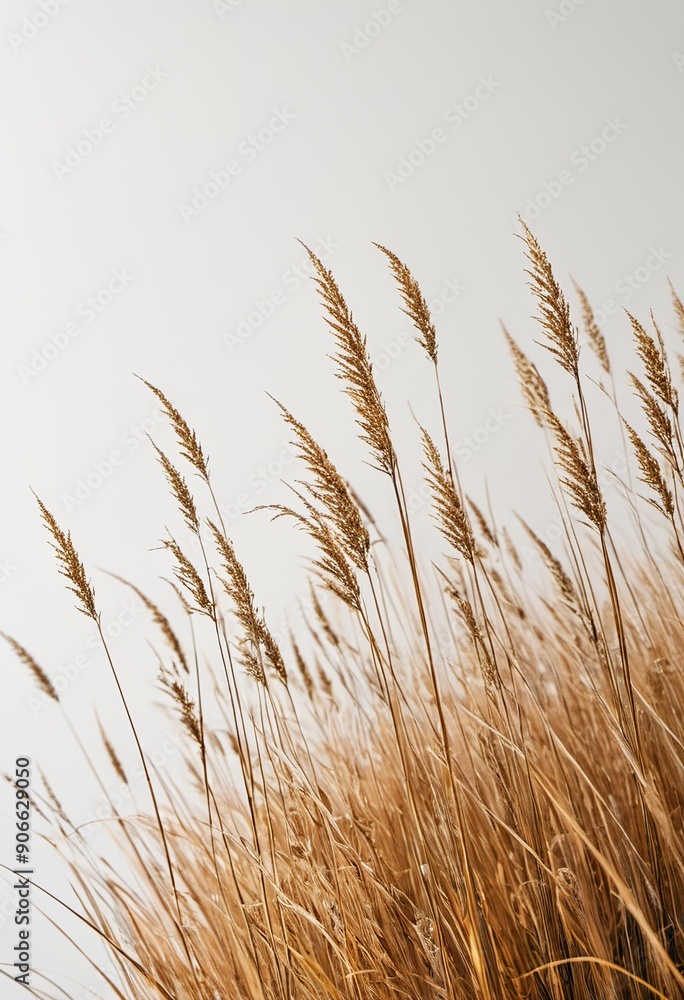 Fototapeta premium Nature Inspired: Dried Hare's-Tail Grass in a Horizontal Layout