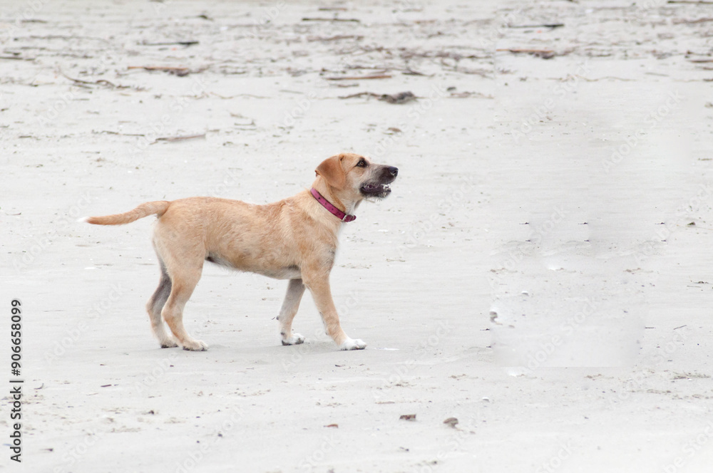 dog puppy standing on white sand beach looking at camera