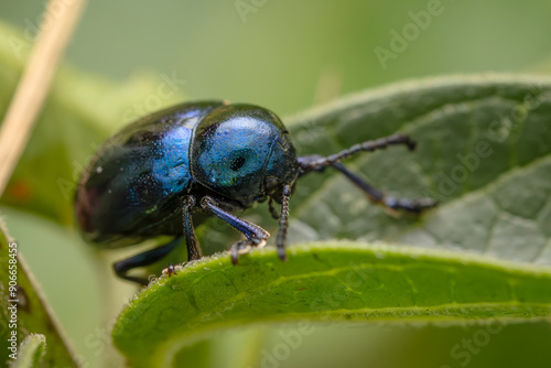 Wallpaper Mural blue mint leaf beetle - Chrysolina coerulans, beautiful metallic blue beetle from European meadows and river banks, Mikulov, Czech Republic. Torontodigital.ca