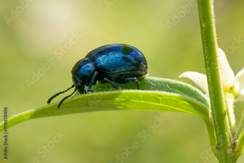 blue mint leaf beetle - Chrysolina coerulans, beautiful metallic blue beetle from European meadows and river banks, Mikulov, Czech Republic. photo