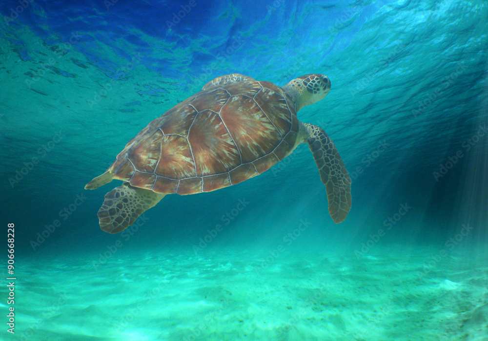 Obraz premium a sea turtle in the crystal clear waters of the island of Curacao