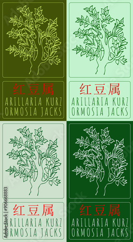 Set of vector drawing ARILLARIA KURZ in Chinese in various colors. Hand drawn illustration. Latin name is ORMOSIA JACKS.
