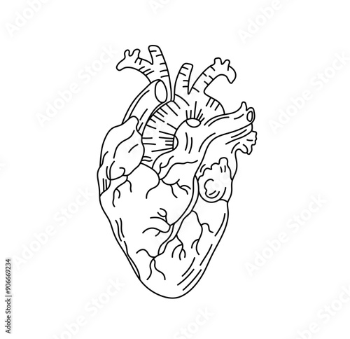 Vector isolated one single human heart organ colorless black and white contour line easy drawing