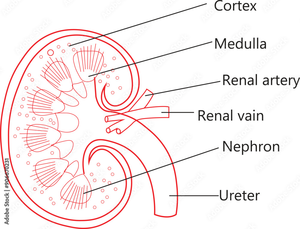 KIDNEY ANATOMY OUTLINE VECTOR ART ILLUSTRATION.. KIDNEY ANATOMY OUTLINE VECTOR ART ILLUSTRATION..