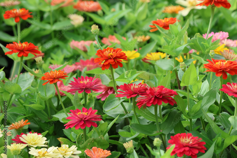 Zinnia violacea freshness and bright beautiful in the garden background Zinnia violacea freshness and bright beautiful in the garden background
