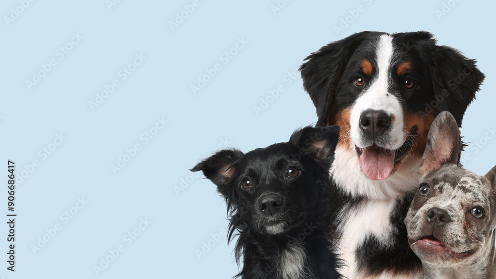 Adorable dogs on light blue background. Banner design with space for text Adorable dogs on light blue background. Banner design with space for text