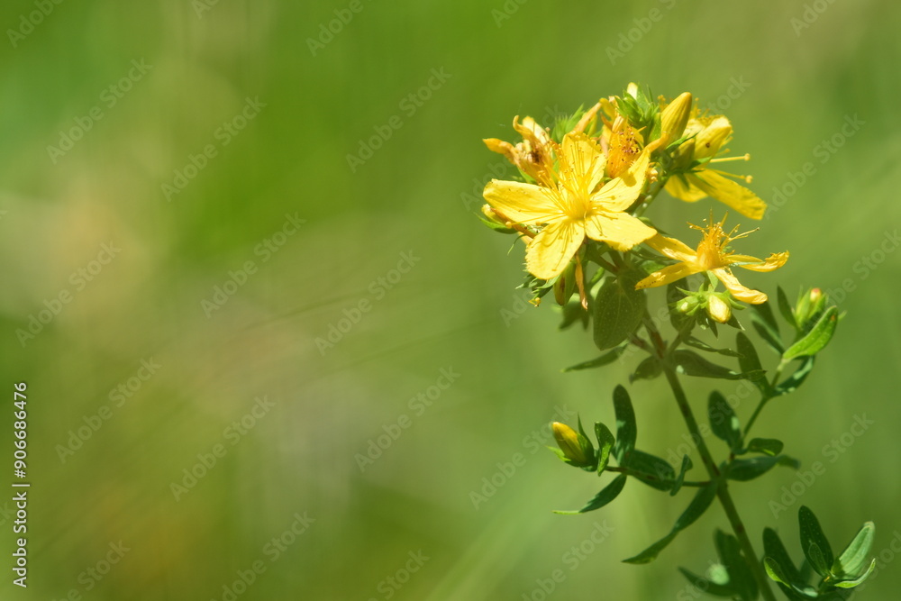 Obraz premium St john's wort on green blurred background. Hypericum perforatum medicinal plant in bloom