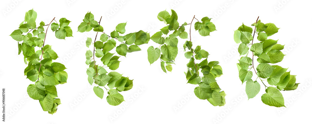 Fototapeta premium Tree branches with green leaves isolated on white, set