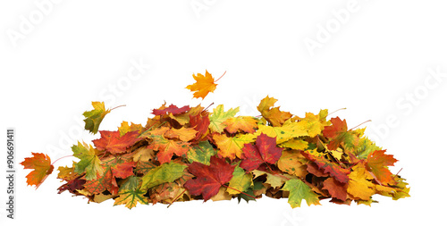 Cuadro en lienzo Pile of autumn maple colored leaves isolated