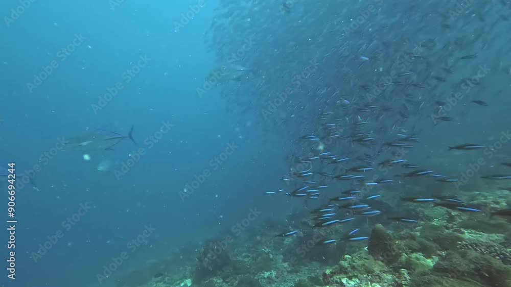 Beautiful underwater flora and fauna Beautiful underwater flora and fauna