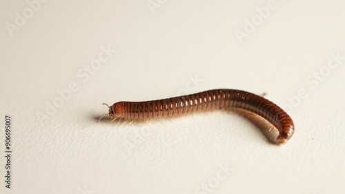 Millipede walks on white background. Scary crawling bug. Halloween shot of the insect like arthropod. Entomophobia phobia of bugs and insects, horror. photo