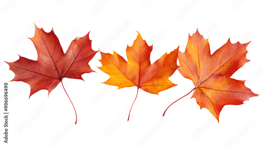 A white background with a lot of orange leaves falling from the sky A white background with a lot of orange leaves falling from the sky