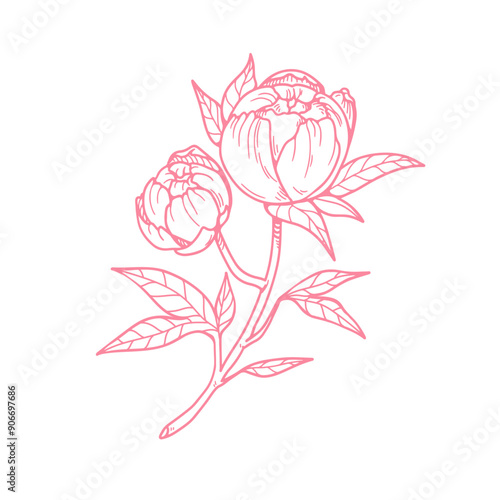 Peony, flower branch. Contoured outlined etched blossom. Vintage engraved Jap...