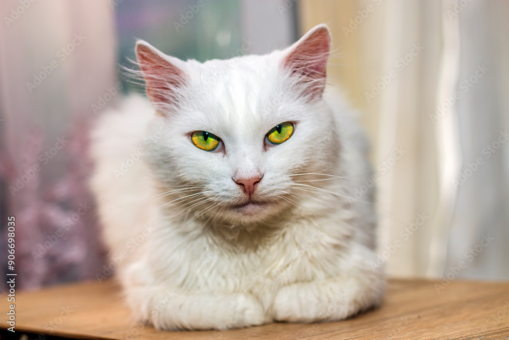 Beautiful white cat