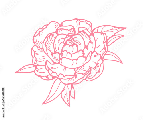 Peony flower blossom, outlined botanical drawing. Blooming plant, floral bud ...