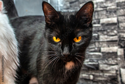 Close-up of a black cat with a white spot on his chest