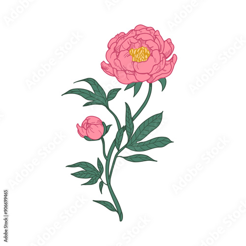 Peony flower branch. Floral stem. Japanese blossom in realistic retro vintage...