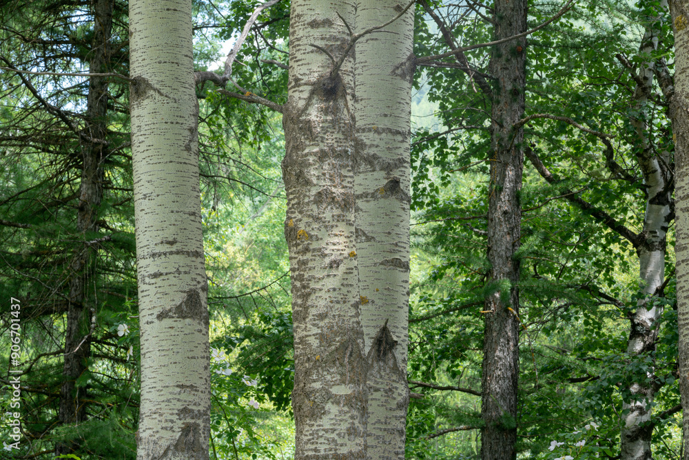 Obraz premium bark plant, the poplar is colored white in many points of its bark, in the forest you can easily distinguish other plants.