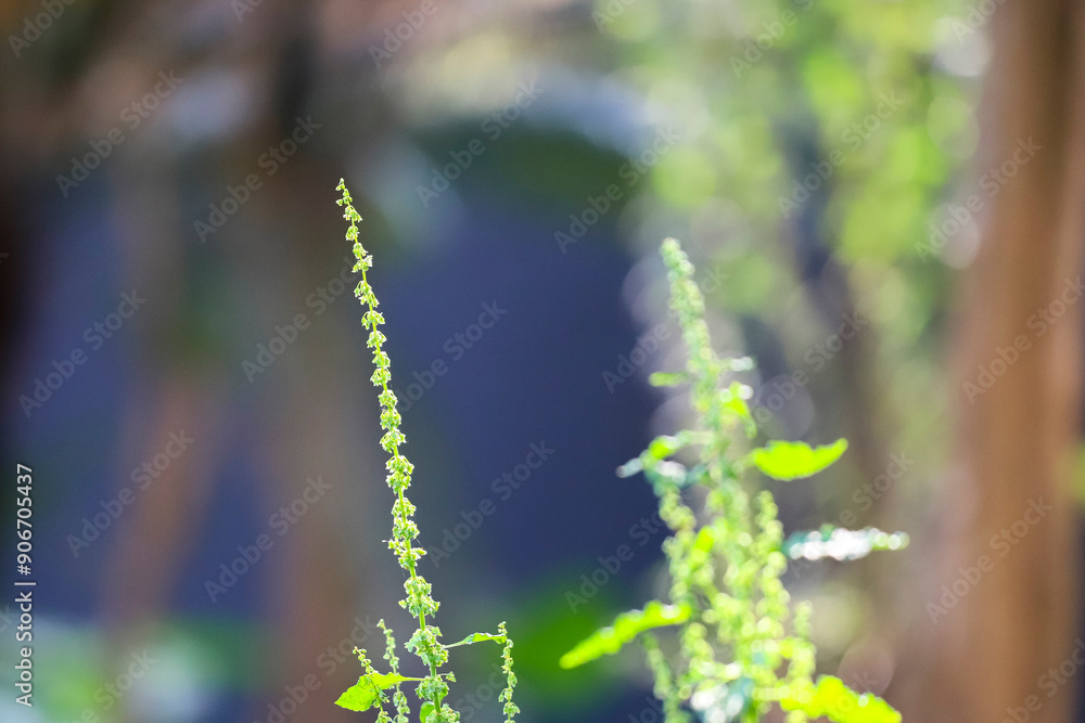 Rumex longifolius: Close-up of a plant with a thin stem and inflorescences, small leaves, in a natural environment with a blurred background. Rumex longifolius: Close-up of a plant with a thin stem and inflorescences, small leaves, in a natural environment with a blurred background.